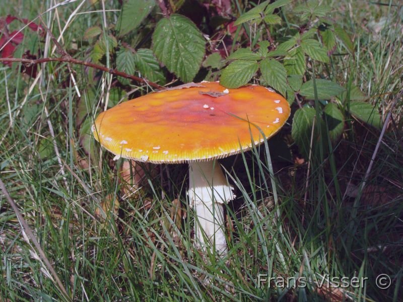 Paddenstoelen 3.JPG